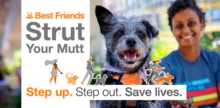 Strut Your Mutt Network Partners